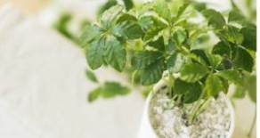 6 plante care purifica aerul din casa